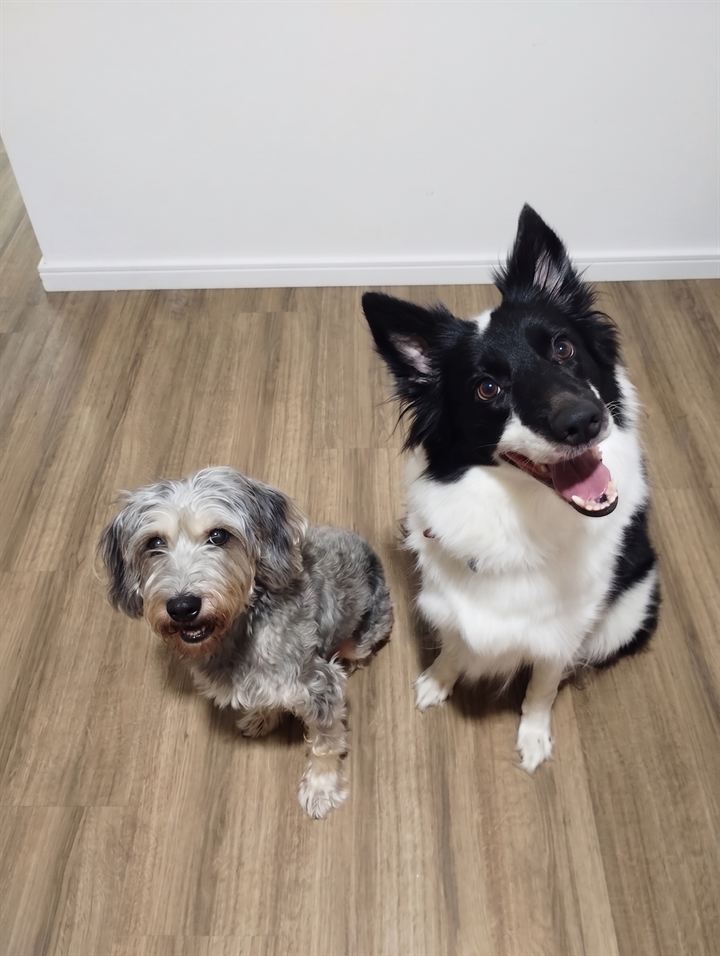 Um Border Collie e um cachorro SRD sentados lado a lado, olhando para a câmera